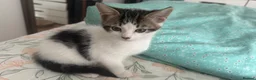 Mixed Breed cats for sale: Adorable,Kittens Ready for Their Forever Homes! 🐾 - Advert 18