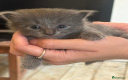 Mixed Breed cats for sale: Beautiful Mixed grey kitten ready for a new home! - Image 5