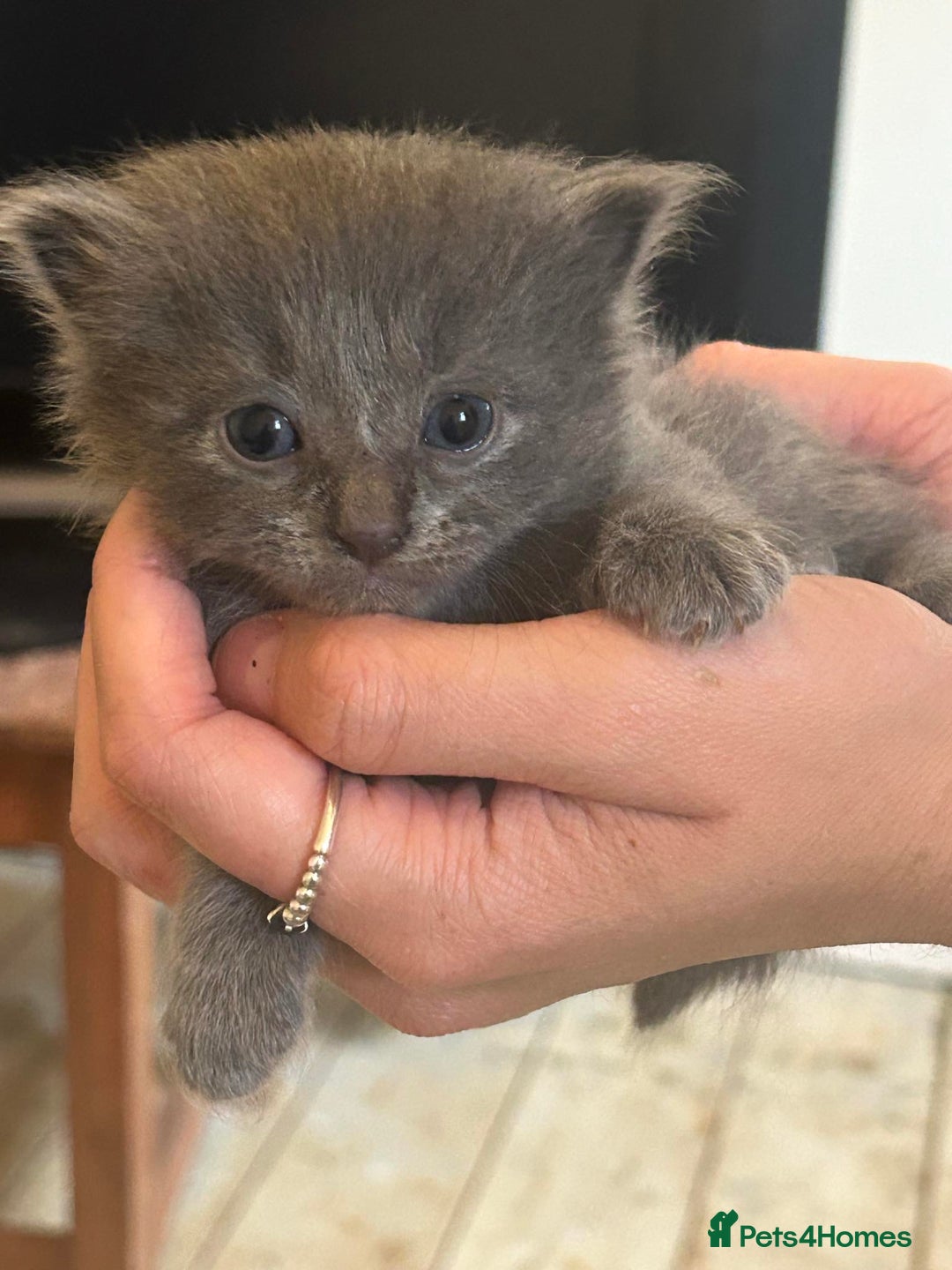 Mixed Breed cats for sale: Beautiful Mixed grey kitten ready for a new home! - Image 5