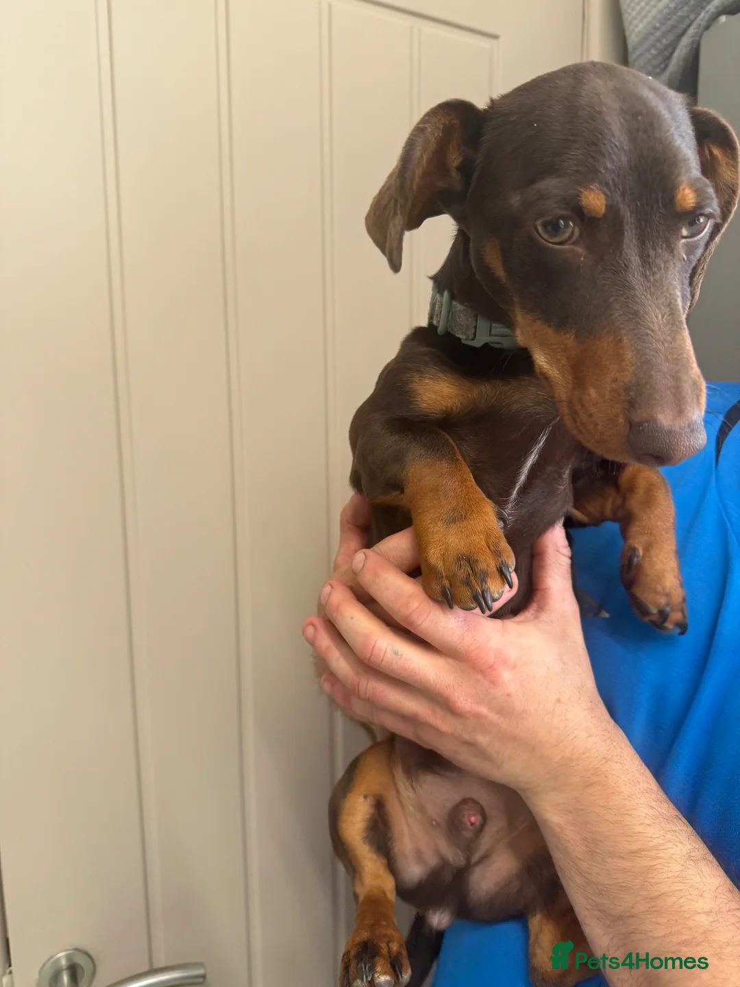Miniature Dachshund dogs for sale: Miniature dachshund puppy in Sheffield - Advert 1
