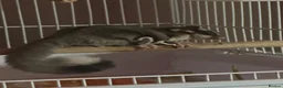 Sugar Glider rodents for sale: Sugar Glider  in Waltham Abbey - Advert 7