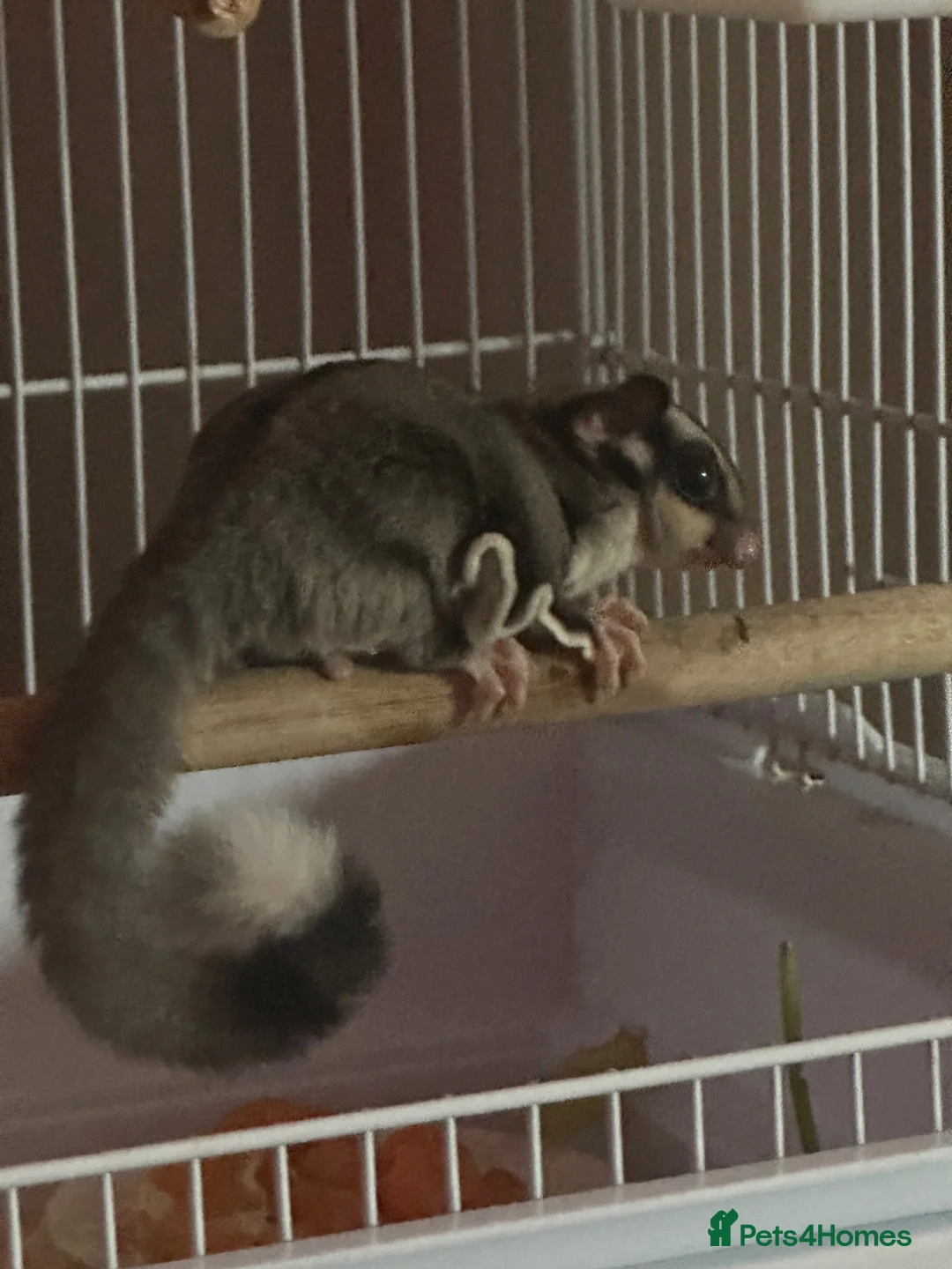 Sugar Glider rodents for sale: Sugar Glider  in Waltham Abbey - Advert 7