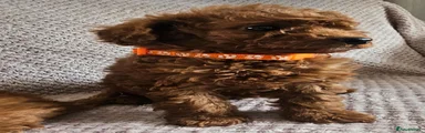 Cavapoo 1