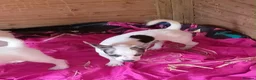 Jack Chi dogs for sale: Adorable jack Russell puppy’s  - Advert 5