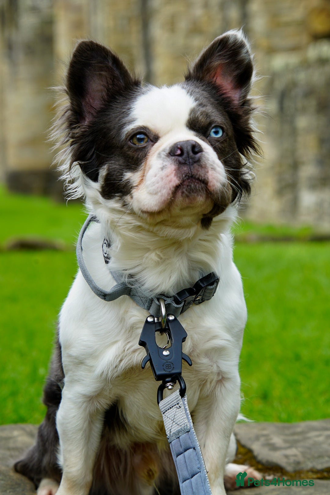 French Bulldog dogs for stud: fluffy French bulldog for stud in Stanley - Advert 3