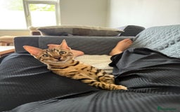 Savannah cats for sale: Savannah x Bengal - Image 3