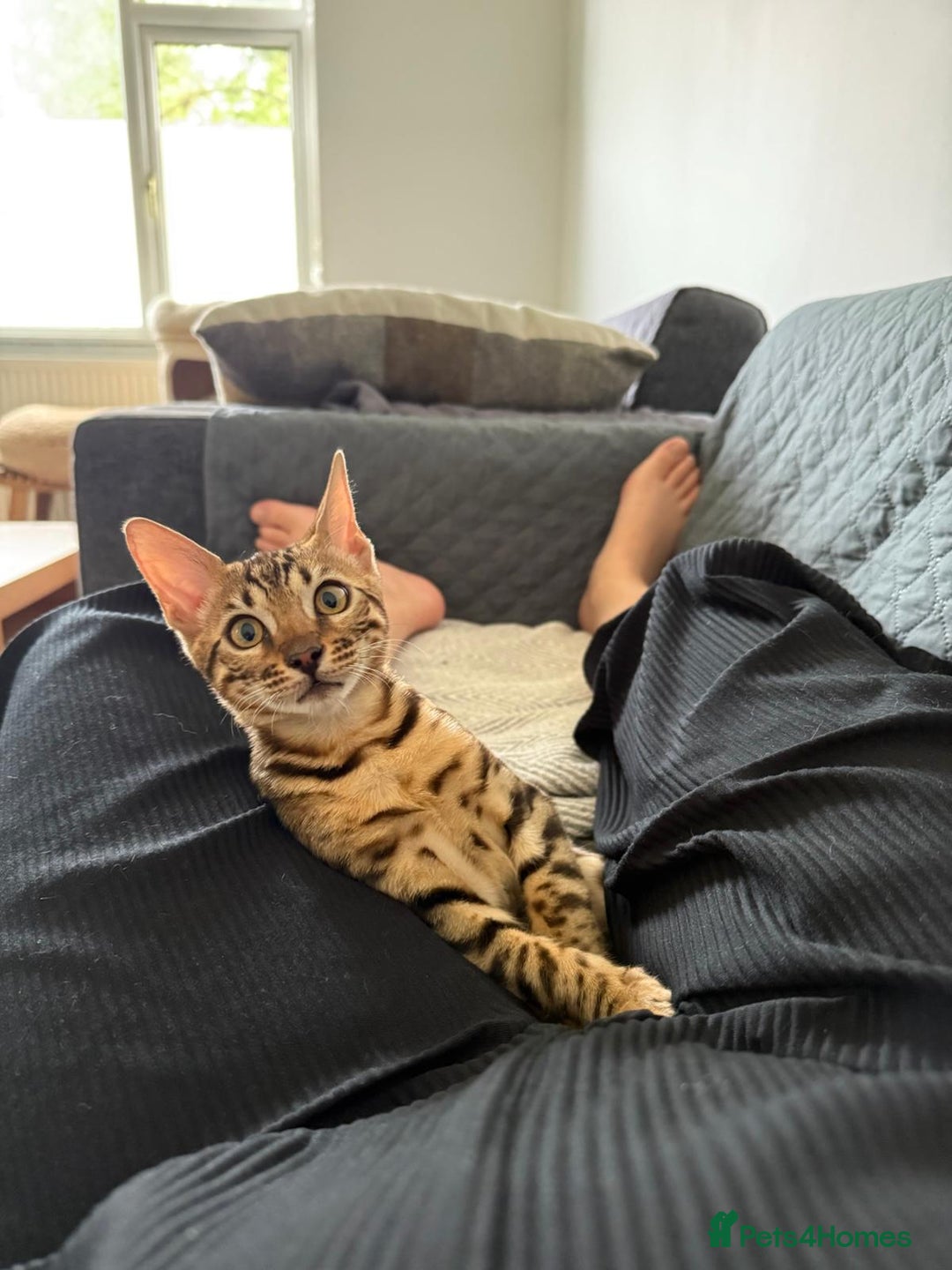 Savannah cats for sale: Savannah x Bengal - Image 3