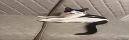 Mixed Breed cats for sale: Beautiful kitten for sale - Advert 2