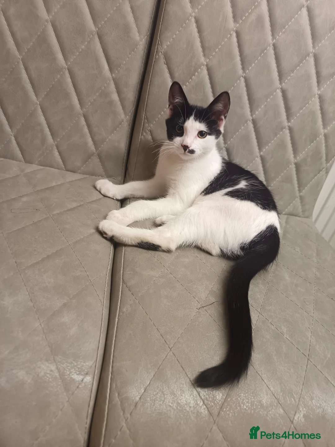 Mixed Breed cats for sale: Beautiful kitten for sale - Advert 2