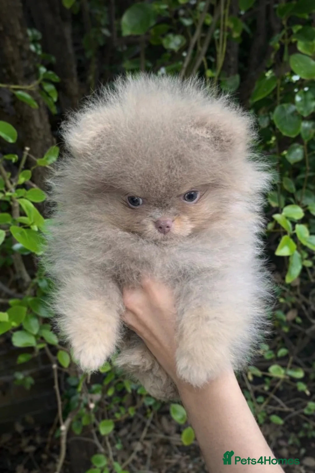 Pomeranian dogs for stud: Exclusive KC Lilac Tan Teddy 🧸 - Advert 13
