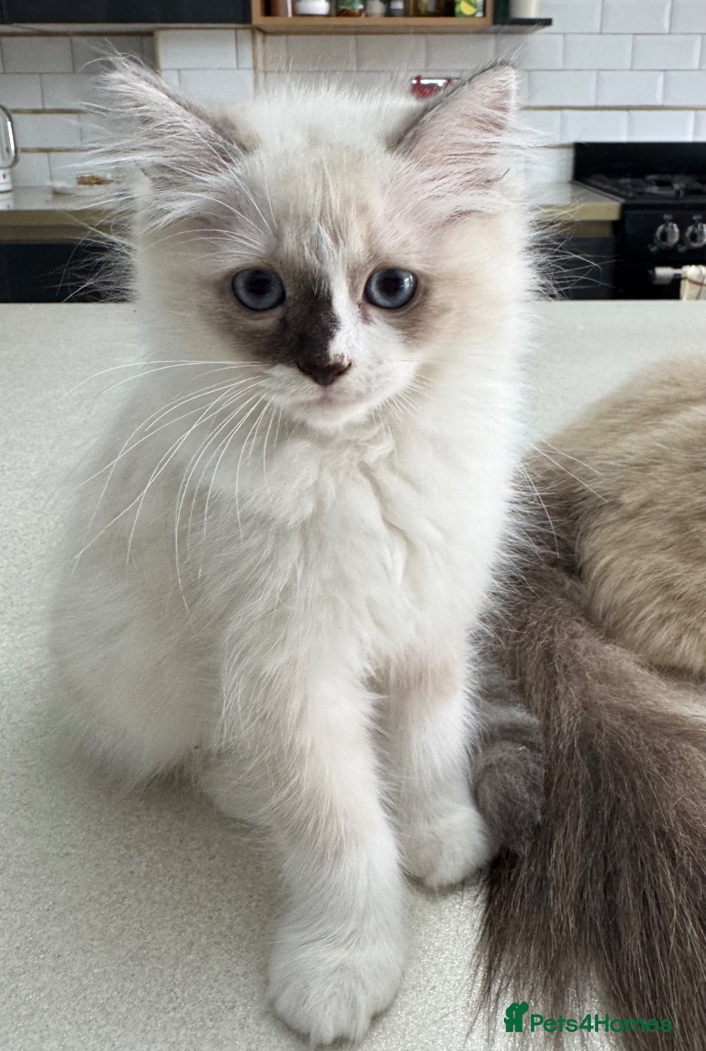 Ragdoll cats 2 Purebred Ragdoll Kittens  - Advert 2
