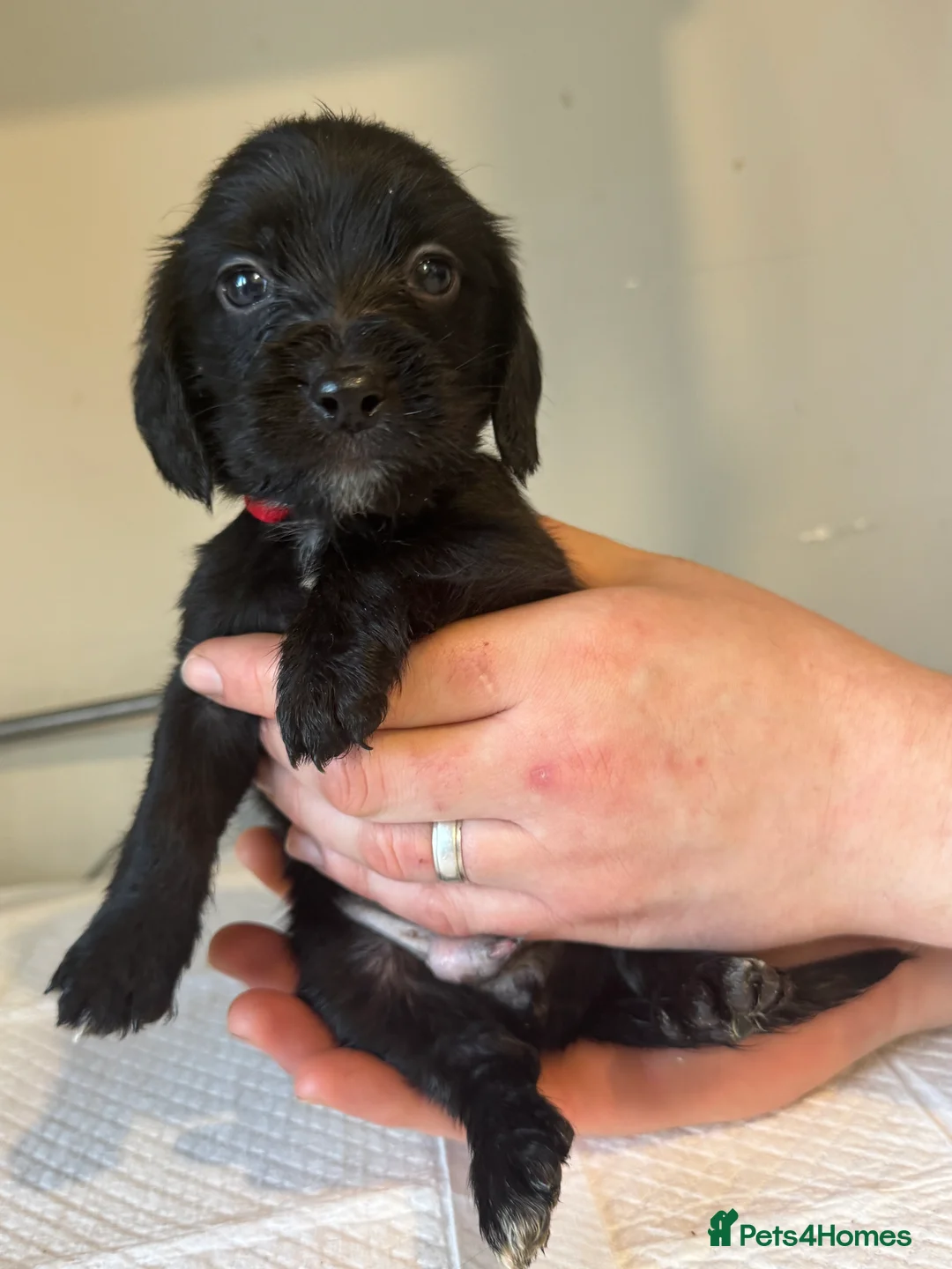 Doxiepoo dogs for sale: Doxiepoo pups  - Advert 5