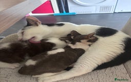 Mixed Breed cats for sale: Kitten for sale - Image 2