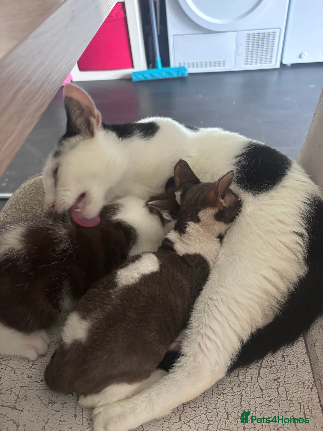 Mixed Breed cats for sale: Kitten for sale - Image 2