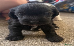 Jackapoo dogs for sale: Adorable Jackapoo puppies - Image 11