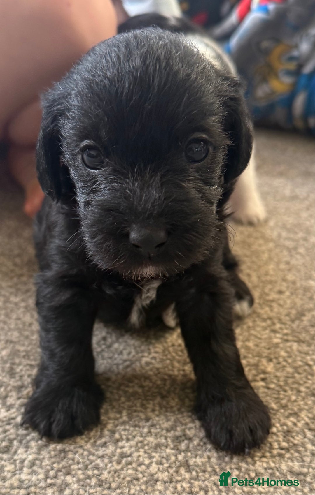Jackapoo dogs for sale: Adorable Jackapoo puppies - Image 11