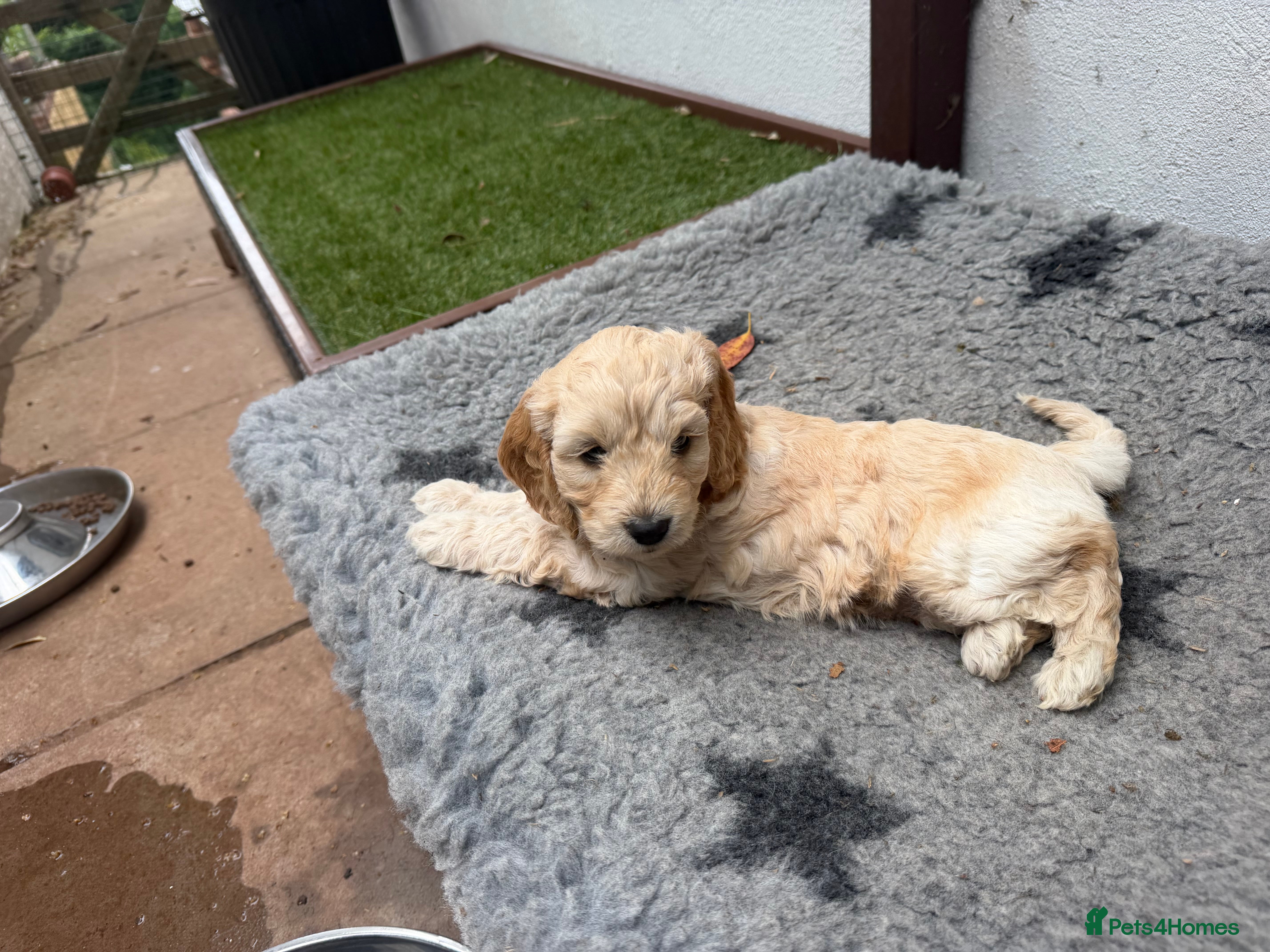 Cockapoo dogs 🐾 Stunning F1 Cockapoo  Rare Colours  🐾 - Advert 2