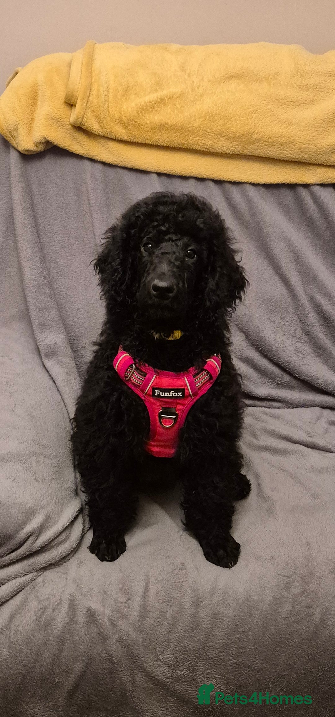 Standard Poodle dogs for sale: outstanding litter of standard poodle pups - Advert 2