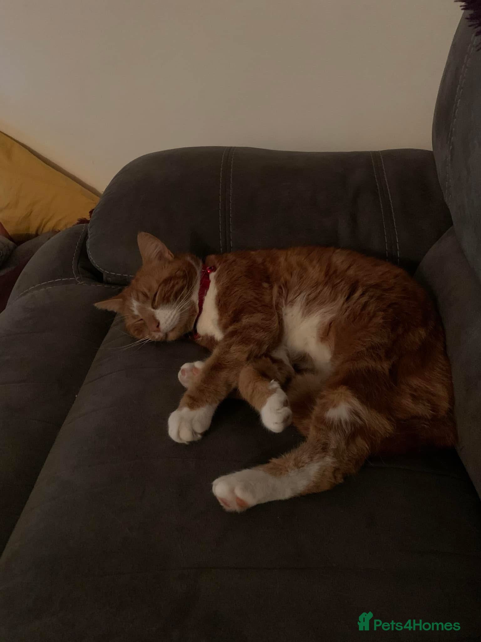 Mixed Breed cats for sale: Louie  - Advert 8