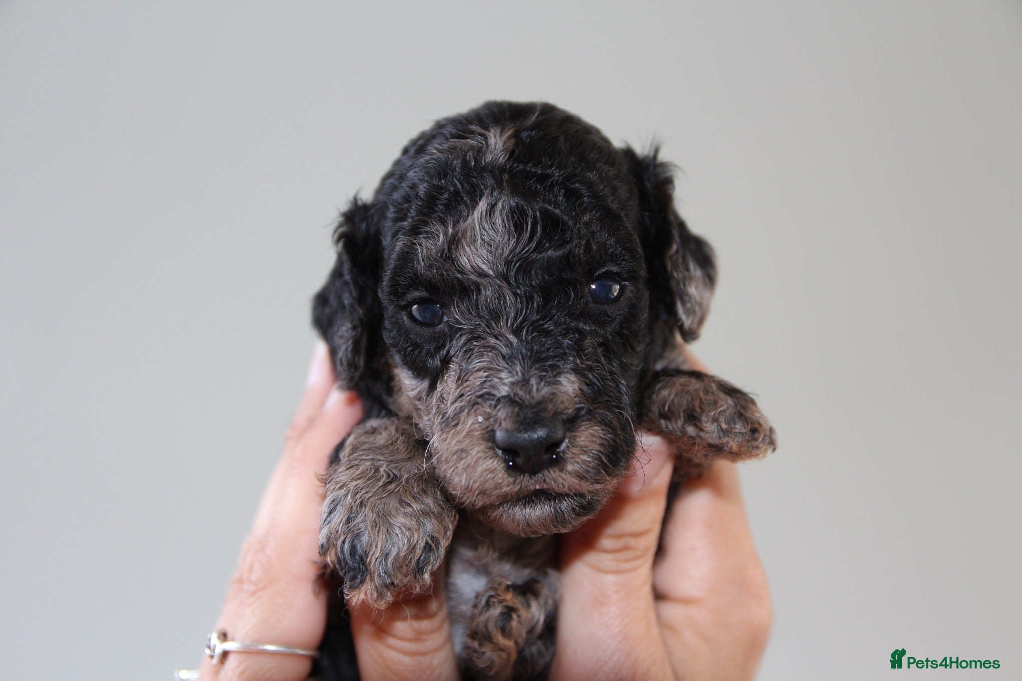 Miniature Poodle dogs Beautiful miniature poodle puppies  - Advert 12