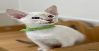 Siamese cats - Advert 2