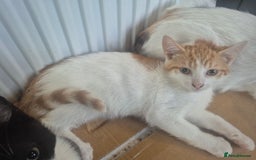 Mixed Breed cats for sale: 3 male kittens - Image 3