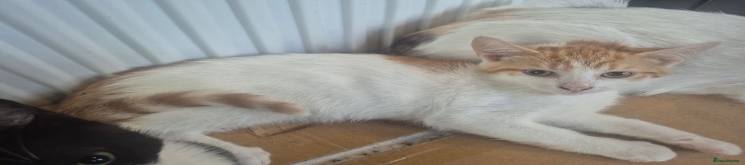 Mixed Breed Kitten 2