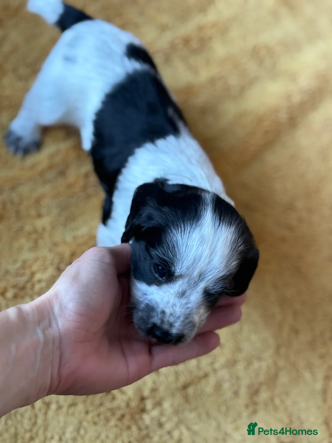 Cocker Spaniel dogs for sale: Working cocker spaniel puppies  - Advert 12