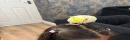 Cockatiels birds for sale: Hand-Reared Cockatiel with Full Setup – CR0 7UX - Advert 2