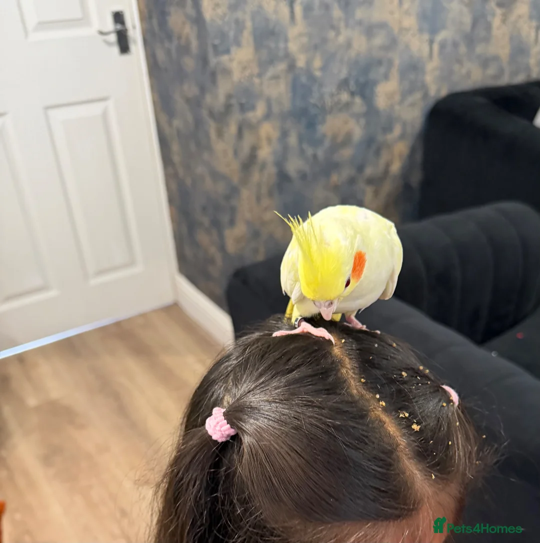 Cockatiels birds for sale: Hand-Reared Cockatiel with Full Setup – CR0 7UX - Advert 2
