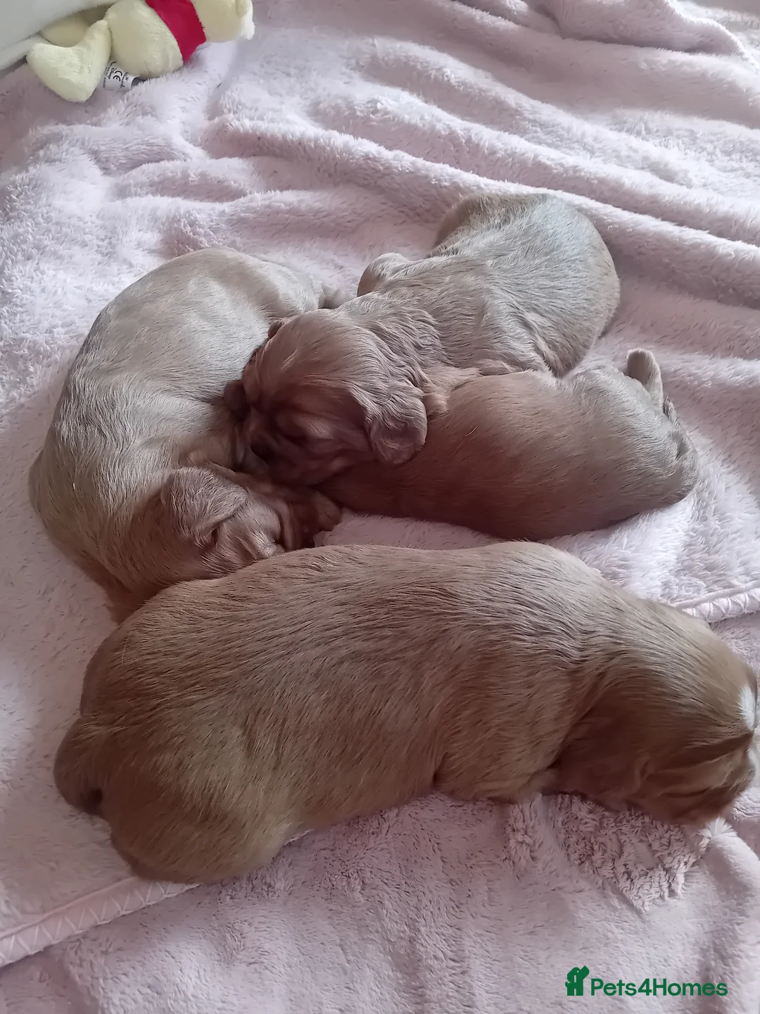 Cavalier King Charles Spaniel dogs for sale: 4 beautiful cavalier king charles spaniel puppies  in Reading - Advert 1