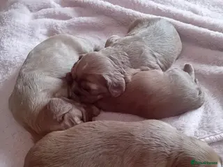 Cavalier King Charles Spaniel dogs 4 beautiful cavalier king charles spaniel puppies - Advert 2