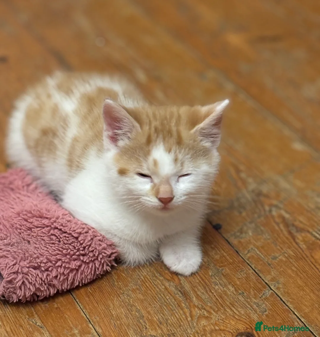 Mixed Breed cats for sale: Kittens 2brothers left READYTODAY Mainecoon x 🐈 - Advert 18