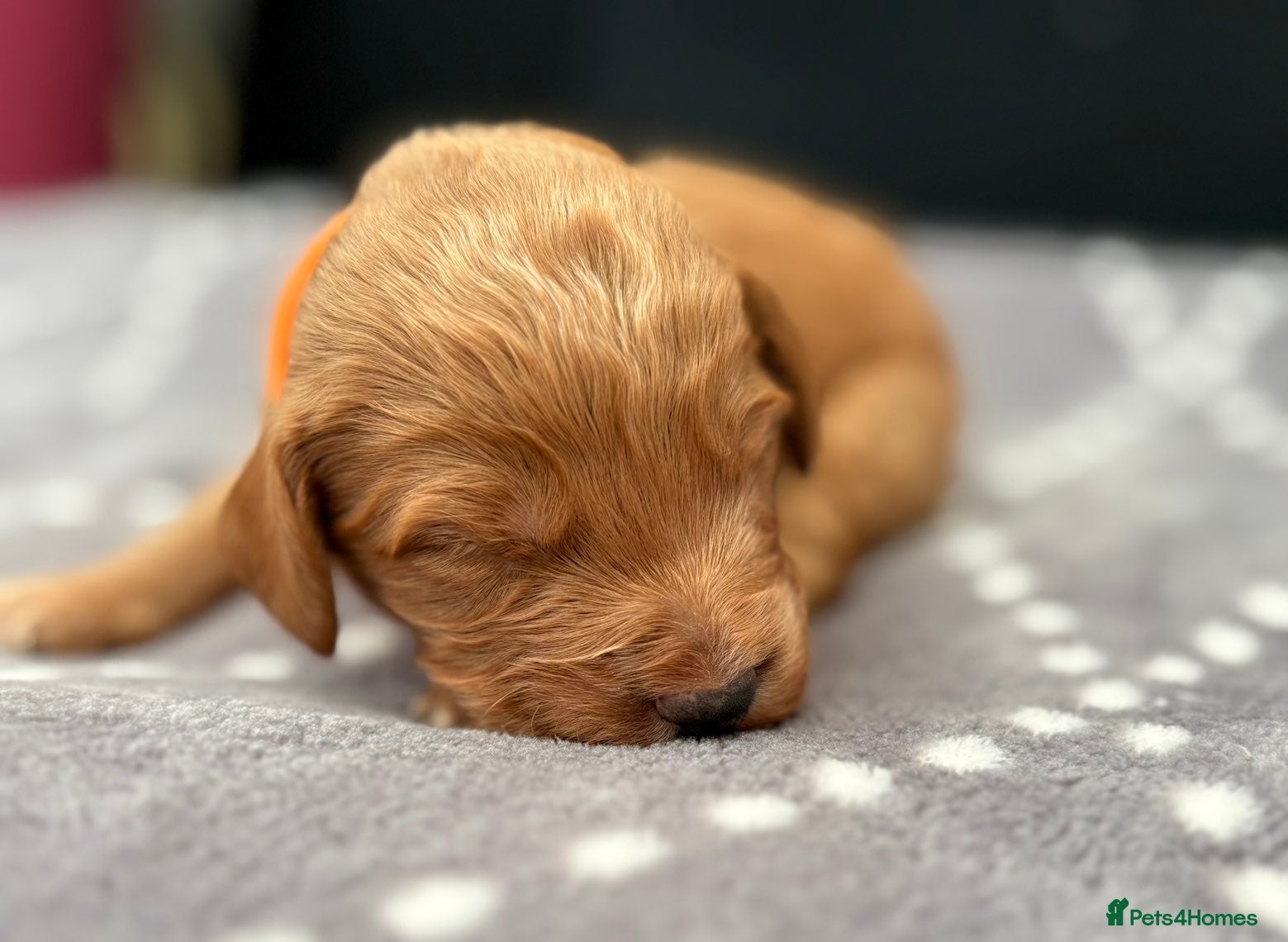 Cockapoo dogs F1 fox red Cockerpoos - Advert 2