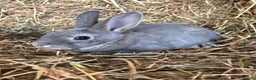 Rex rabbits for sale: Beautiful Pure Breed Velvet Mini Rex babies 🐰  - Advert 21