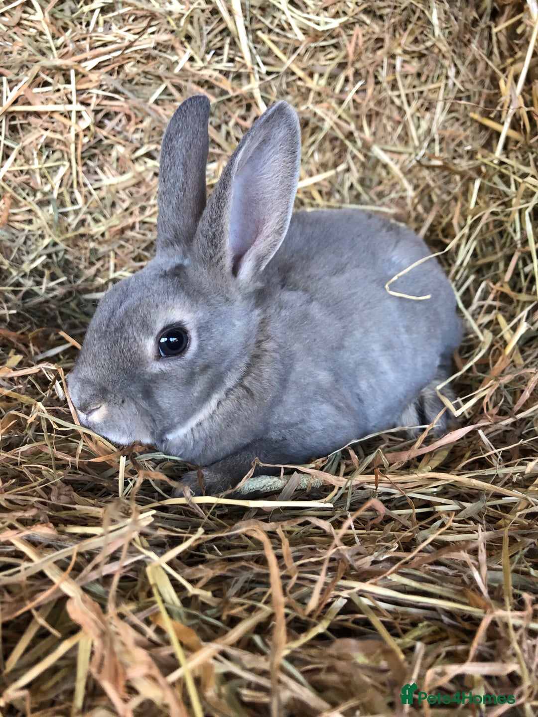 Rex rabbits for sale: Beautiful Pure Breed Velvet Mini Rex babies 🐰  - Advert 21