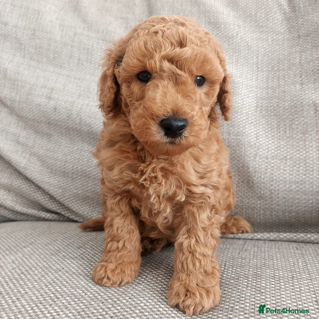 Cockapoo dogs for sale: F1B Small Cockapoo Puppies. Only 2 boys available  - Image 4