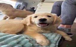 Golden Retriever dogs for sale: KC registered/Health tested Golden Retrievers  - Image 13