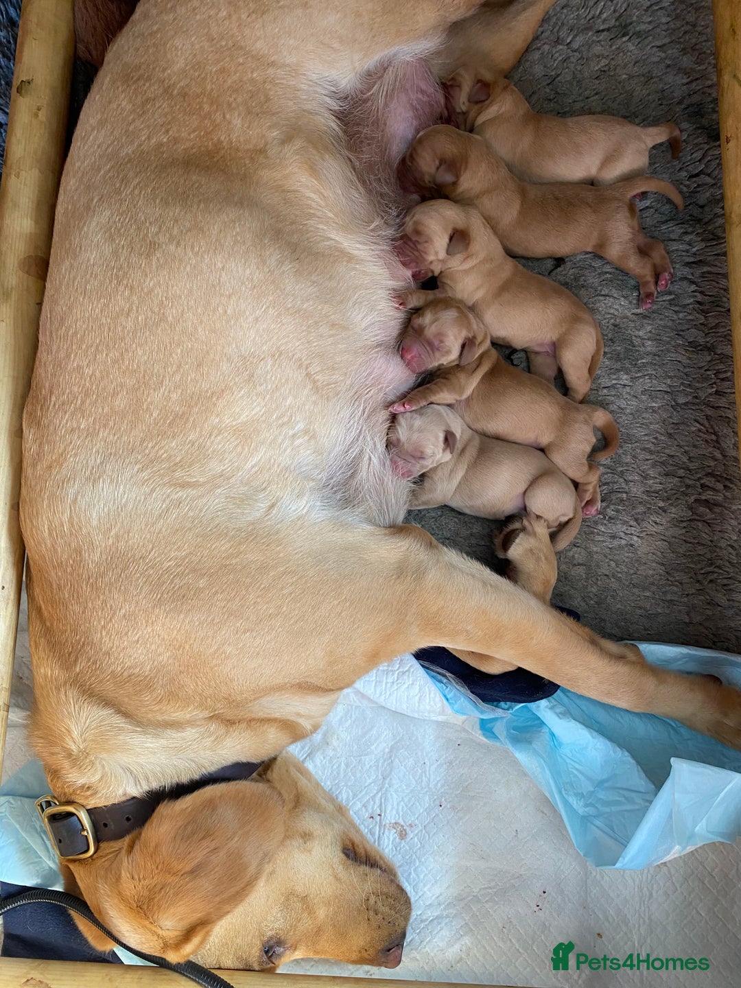 Labrador Retriever dogs for sale: Gorgeous KC registered Labrador Puppies  - Image 12
