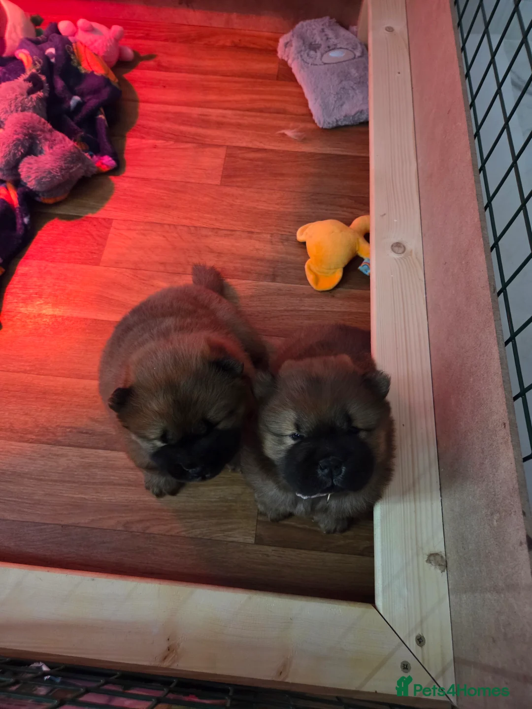 Chow Chow dogs for sale: READY NOW !!! KC REGISTERED CHOW CHOW GIRL - Advert 4