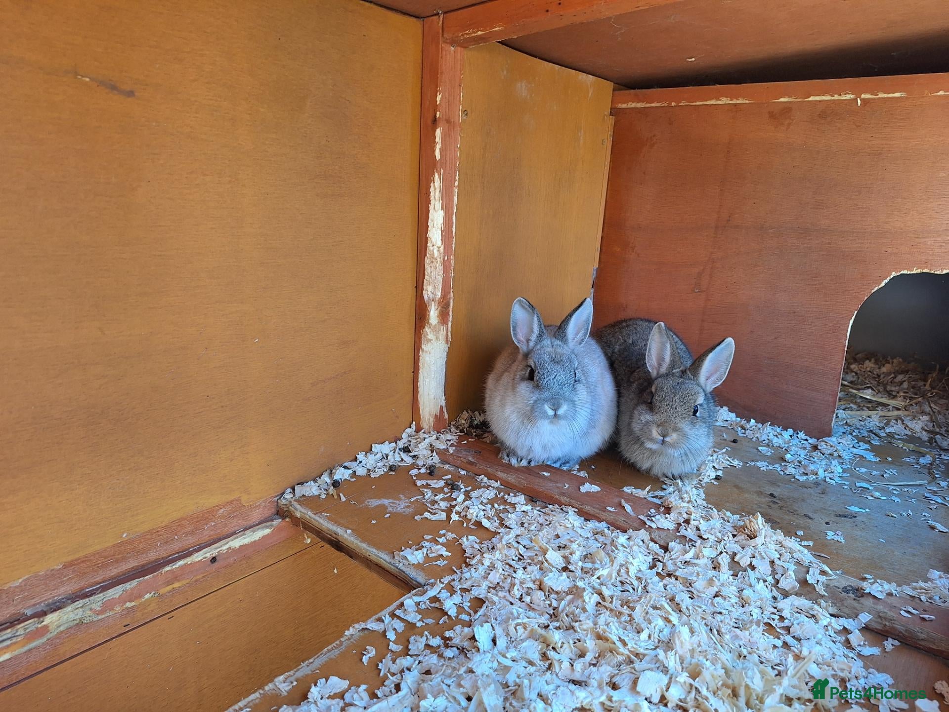 Netherland Dwarf rabbits Purebred Netherland Dwarf Rabbits - Advert 2