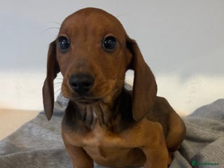 Dachshund dogs Dachshund pups for sale - Advert 2