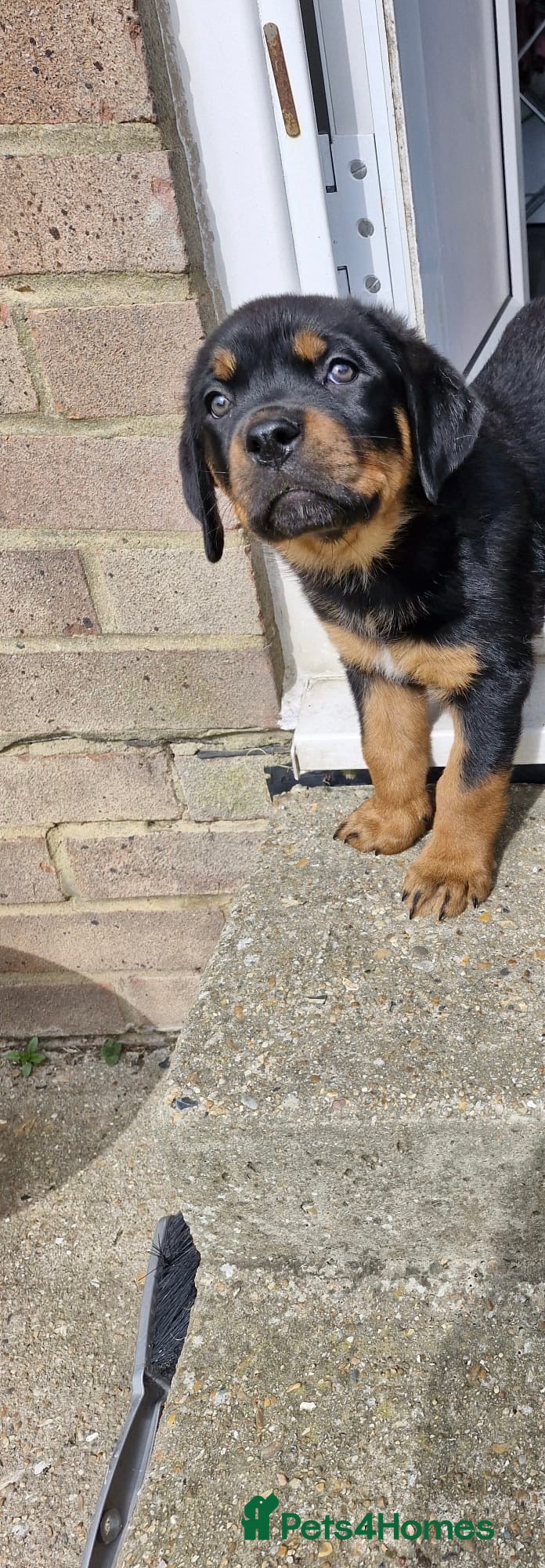 Mixed Breed dogs Rottweiler x Presa Canario - Advert 17