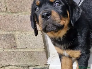 Mixed Breed dogs Rottweiler x Presa Canario - Advert 17