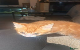 Abyssinian cats for sale: Male  - Image 2