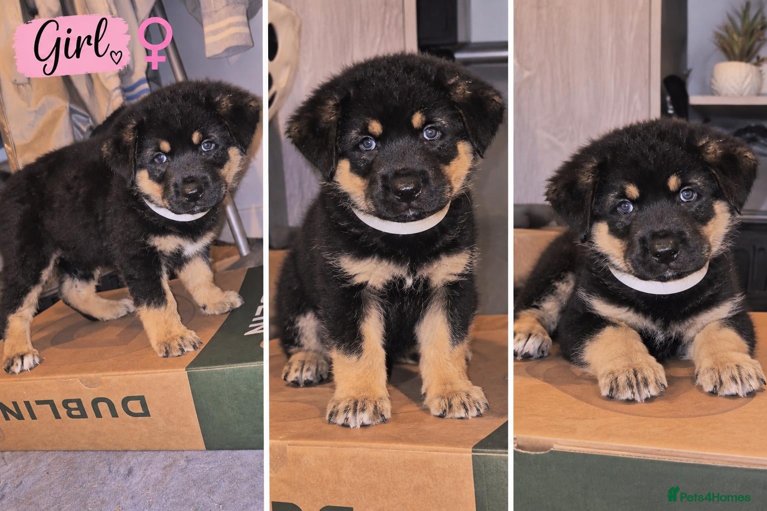 Mixed Breed dogs Rokita puppies  - Advert 11