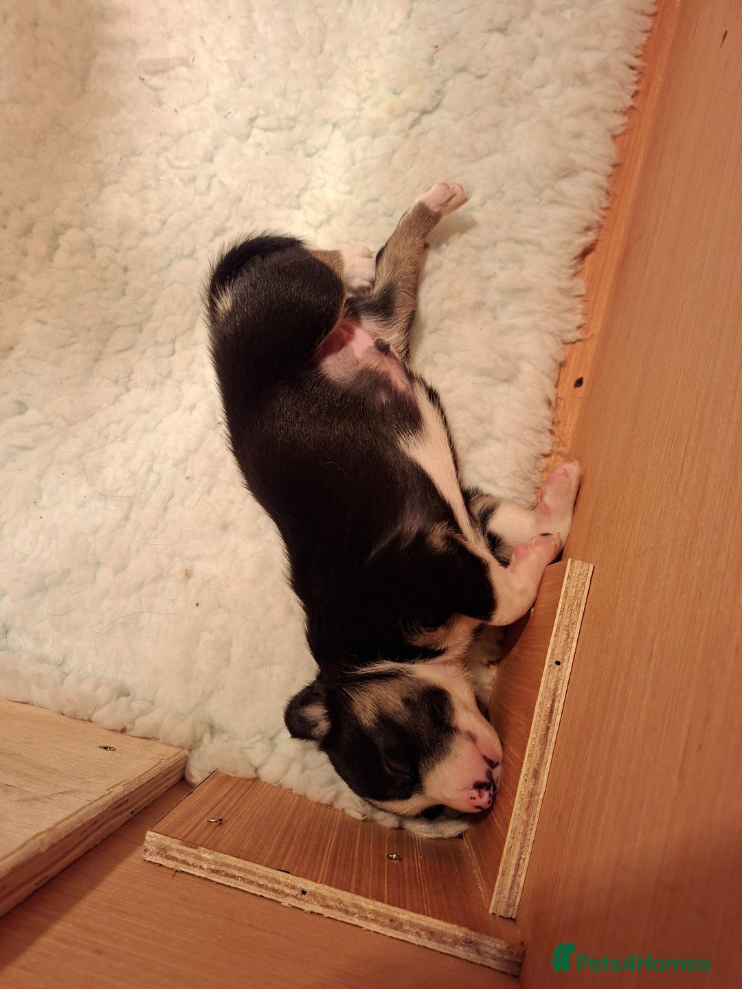 Border Collie dogs for sale: Border collies for sale - Image 10