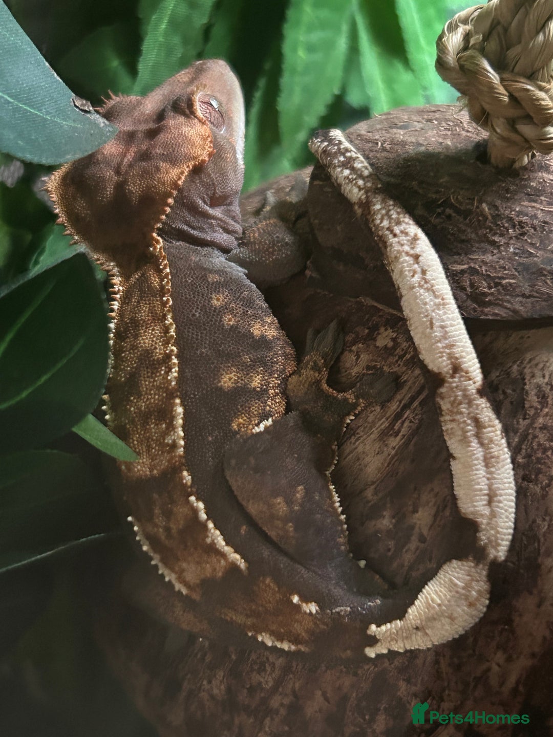 Gecko reptiles for sale: Harlequin Tricolour Crested Gecko + Large Tank - Advert 11