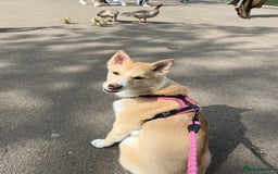 Mixed Breed dogs for sale: 💛Pomsky & Czechoslovakian Wolfdog Puppy Sisters🤎 - Image 8