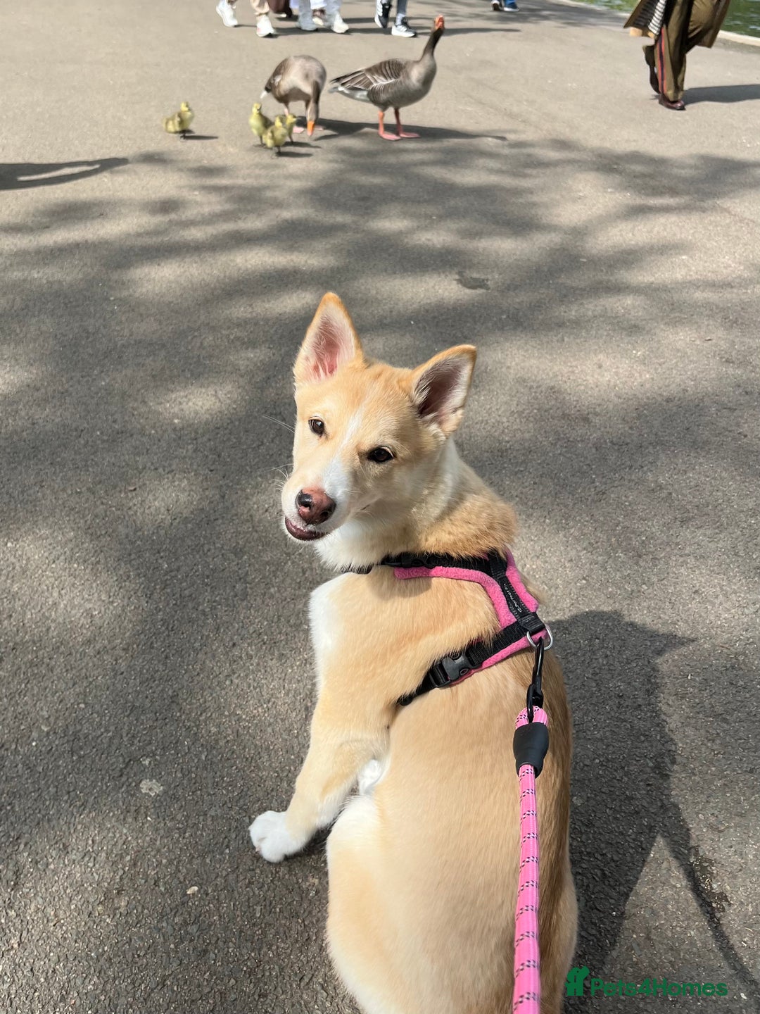 Mixed Breed dogs for sale: 💛Pomsky & Czechoslovakian Wolfdog Puppy Sisters🤎 - Image 8